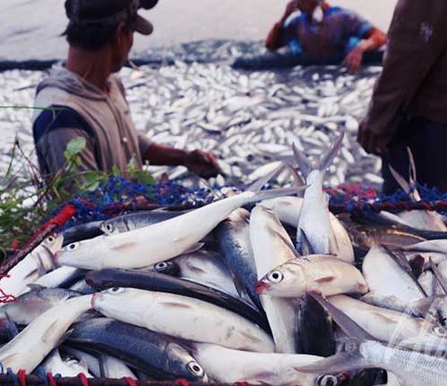 Pelatihan Online Marketing UMKM Kerupuk Ikan di Desa Kalanganyar Sidoarjo